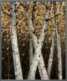Buy Shimmering Birches I at AllPosters.com