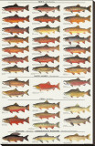 Trout, Salmon & Char of North America I