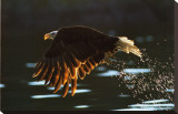 Buy Leaders: Bald Eagle at AllPosters.com