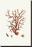 Buy Red Coral I at AllPosters.com