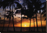 Buy Relax: Palm Trees at AllPosters.com