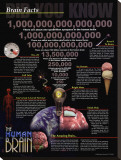 Brain Facts