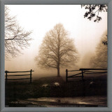 Buy Morning Texture at AllPosters.com