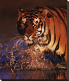 Excellence: Bengal Tiger