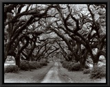Buy Path in the Oaks II, Louisiana at AllPosters.com