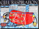 Cellular Respiration