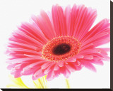 Magenta Gerbera