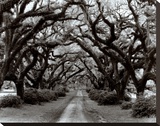 Buy Path in the Oaks II, Louisiana at AllPosters.com