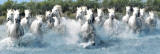 Camargue horses