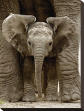 Buy Baby Elephant at AllPosters.com