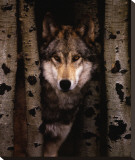 Buy Wisdom: Gray Wolf at AllPosters.com