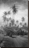 Buy Coconut Grove, Lahaina, 1910 at AllPosters.com