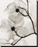Dogwood Blossoms