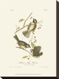 Hudson's Bay Titmouse