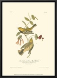 Black-Throated Green Wood Warbler