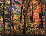 Buy Maples and Birches at AllPosters.com