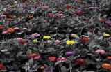 B&W Meadow with Colorful Flowe - 3D Poster