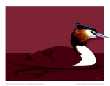 Great Crested Grebe