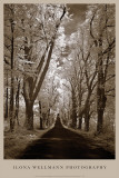 Country Road II