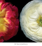 Buy Ranunculus Left at AllPosters.com