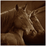Tenderness Art Print