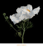 Buy Matilija Poppy II at AllPosters.com
