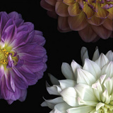 Buy Purple Dahlia II at AllPosters.com
