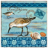 Shorebirds, Sandpiper