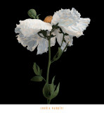 Buy Matilija Poppy I at AllPosters.com
