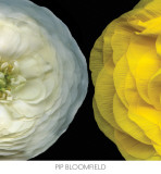 Buy Ranunculus Right at AllPosters.com