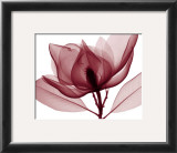 Red Magnolia I