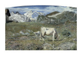 Meadows in Spring