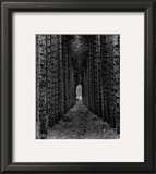 Buy Red Pines, Empire, MI at AllPosters.com