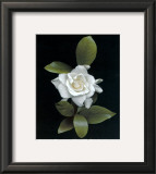 Gardenia Glory