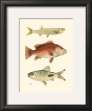 Buy Antique Fish II at AllPosters.com