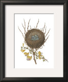 Antique Bird's Nest II