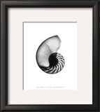 Buy Nautilus Shell at AllPosters.com