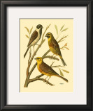Buy Domestic Bird Family I at AllPosters.com