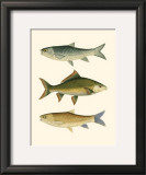 Buy Antique Fish I at AllPosters.com