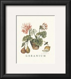 Buy Geraniums at AllPosters.com