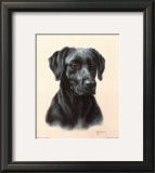 Buy Labrador at AllPosters.com