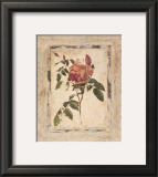 Rose Texture II
