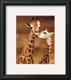 Giraffe, First Love