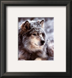 Buy Timber Wolf at AllPosters.com