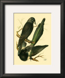 Buy Domestic Bird Family V at AllPosters.com