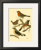 Buy Domestic Bird Family III at AllPosters.com