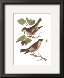 Antique Bird Pair I
