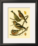 Buy Domestic Bird Family II at AllPosters.com