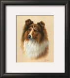 Buy Sheltie at AllPosters.com