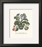 Buy Gloxinia at AllPosters.com